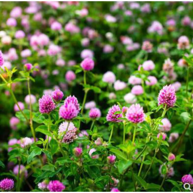 楚风汉韵长期开花红花三叶草酢浆草幸运草 红花炸酱草 红三叶种子楚风