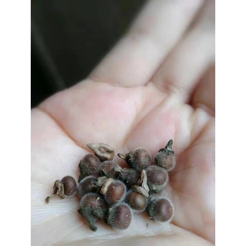 花中酷   倒吊黄种子黄花倒水莲种子大远志药材种籽观音串林木花卉