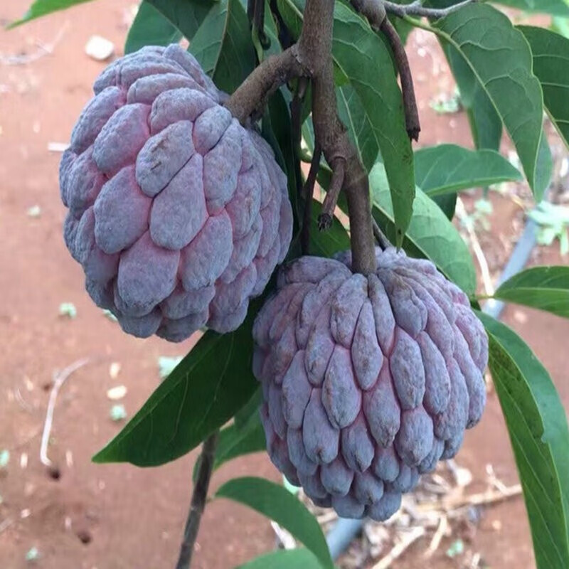 释迦果树苗佛头果洋菠萝唛螺陀番荔枝果苗树南方种植嫁接苗 绿皮