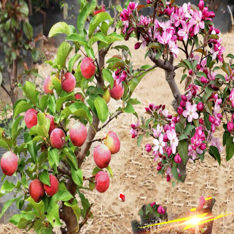 仟草集海棠花盆栽树苗老桩盆景庭院阳台植物 长寿果海棠5年苗1棵 长寿