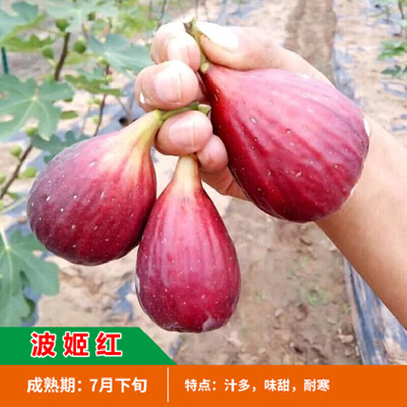 阿木木 嫁接无花果树苗 特大波姬红庭院阳台盆栽地栽果树苗南方北方种植 波姬红无花果5年苗（当年结果）