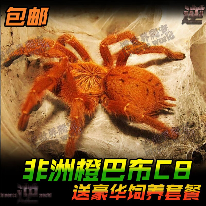 好养非洲橙巴布c8烈阳橙巴布2-14厘米蜘蛛宠物活体凶猛黄金橙色 橙