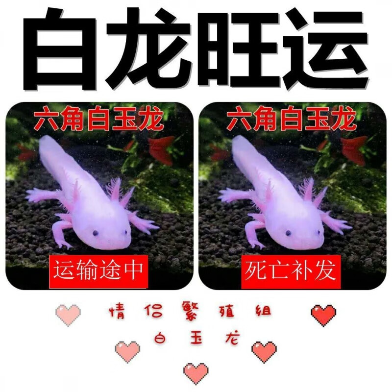 chong)易养活金鱼活体六角恐龙鱼淡水冷水鱼缸观赏鱼蝾螈霸王鱼龙鱼