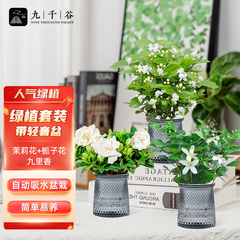 九千谷绿植盆栽花卉茉莉花栀子花九里香客厅阳台植物开花组合盆栽9833