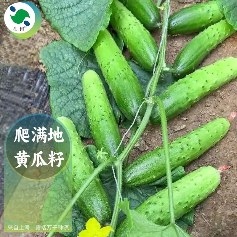 黄瓜种子地爬水果青瓜可不搭架春季四季蔬菜种籽 爬满地黄瓜种子200粒
