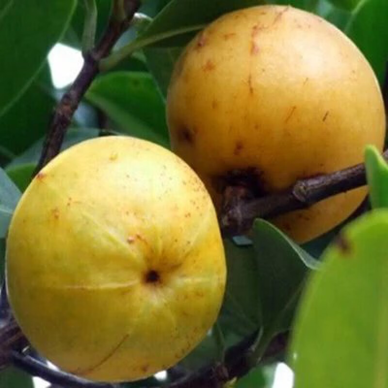 辉客映上山竹树苗无籽果南方北方种植四季盆栽地栽当年结果 岭南山竹