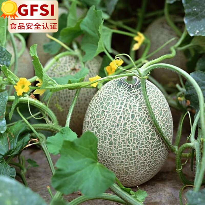 四叔公果蔬(现摘顺丰)海南哈密瓜新鲜西州小蜜瓜小蜜25号晓蜜哈蜜瓜