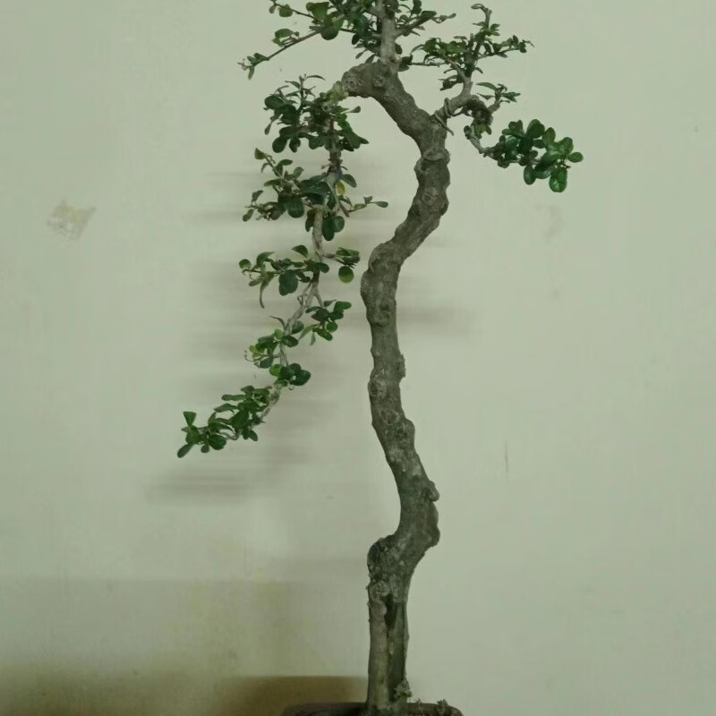 绿指翁岭南海南儋州博兰老桩盆景 岭南海南儋州博兰老桩盆