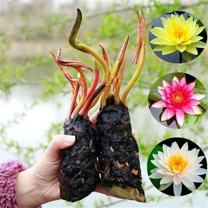 蝶沾花睡莲花水养庭院室外水培植物水池莲花盆栽莲花根茎池塘睡莲花苗