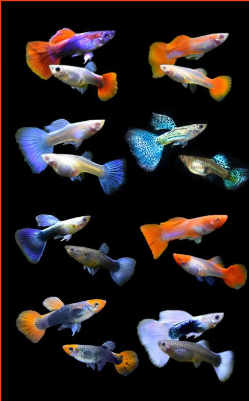 鹃巴朵芮蜜孔雀鱼观赏鱼凤尾鱼幼苗热带纯种好养耐活淡水胎生金鱼 特