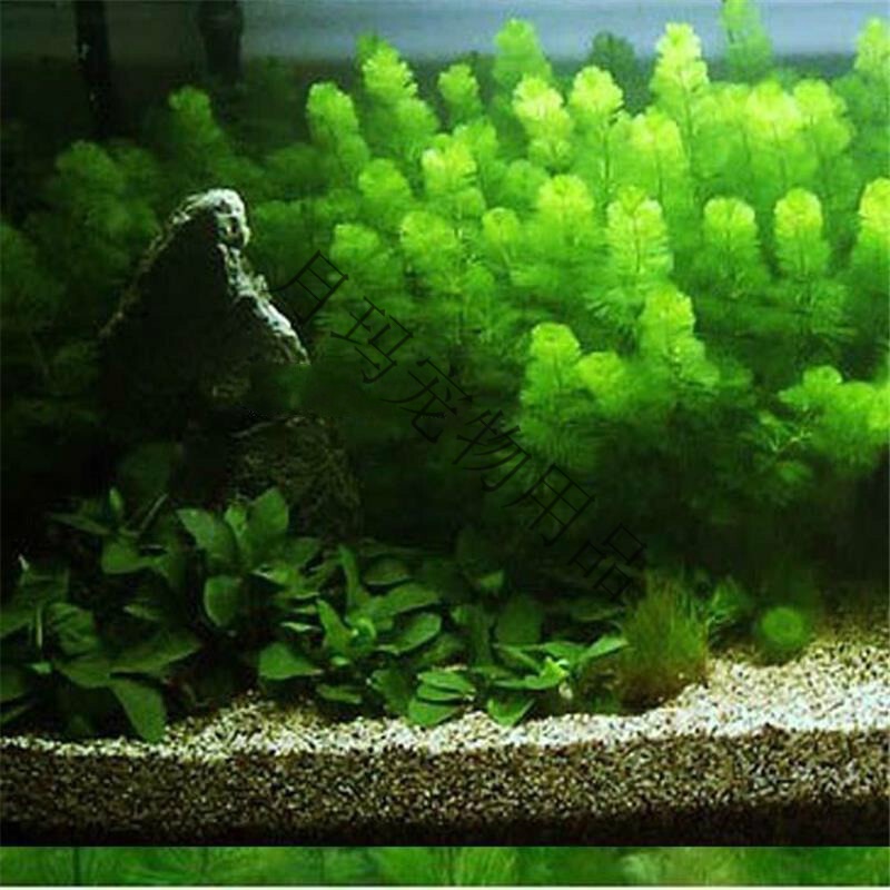 印度小竹节草水草蜈蚣草金鱼草鱼缸造景虾缸草缸阴性草懒人草 绿菊草