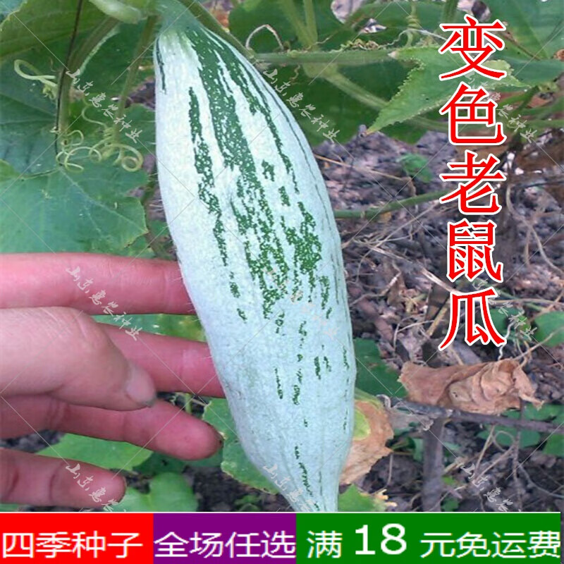 变色老鼠瓜种子秋季蔬菜种孑四季播爬藤瓜果农家阳台盆栽菜种籽 20粒