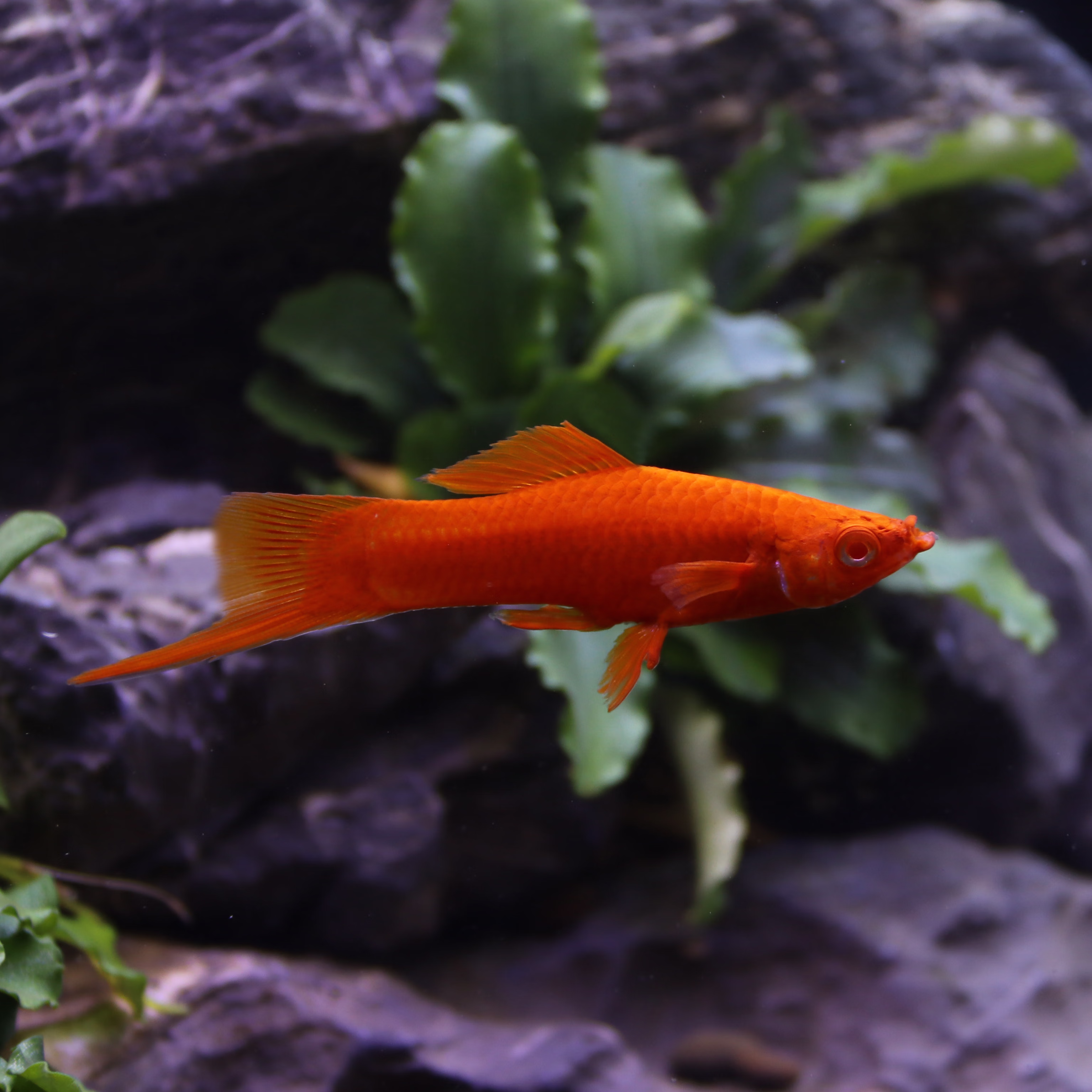 aipharow高帆红箭鱼活体观赏鱼高鳍月光鱼米奇胎生鱼热带鱼皮球玛丽鱼