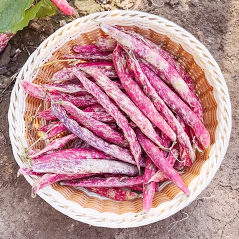 王种子油豆角沟扁豆春四季蔬菜红金勾豆角种孑 红金钩豆角种子50克