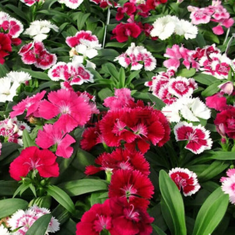 昂之春五彩石竹混色花卉种子花籽草花种子观赏花卉阳台庭院绿植种植