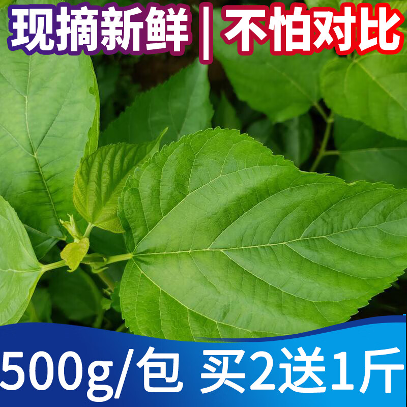 如懿芳桑叶新鲜500克桑树嫩叶蚕叶喂蚕宝宝饲料养蚕1斤广东广州深圳