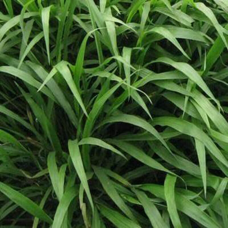花琴 牧草种耐寒四季青猪牛羊驴鸡鹅兔鱼草籽绿化草种/宽叶雀稗1斤