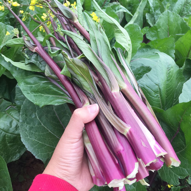 红菜苔种子种孑籽菜种苔菜广东菜心菜薹菜籽苗秋冬季四季蔬菜南方 红