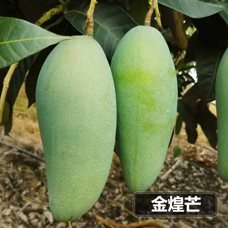 芒果树苗南方四季桂七金煌凯特贵妃台农嫁接特大芒果苗树当年结果