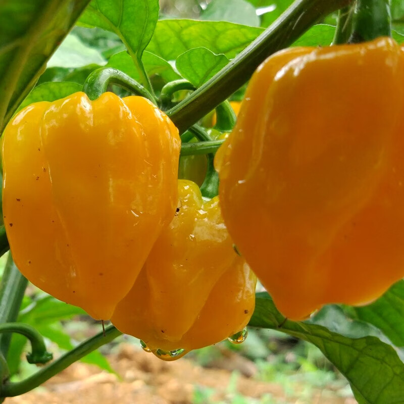 味蕾乐 海南黄椒黄灯笼椒新鲜黄辣椒魔鬼椒蔬菜特辣辣椒 500g 普通