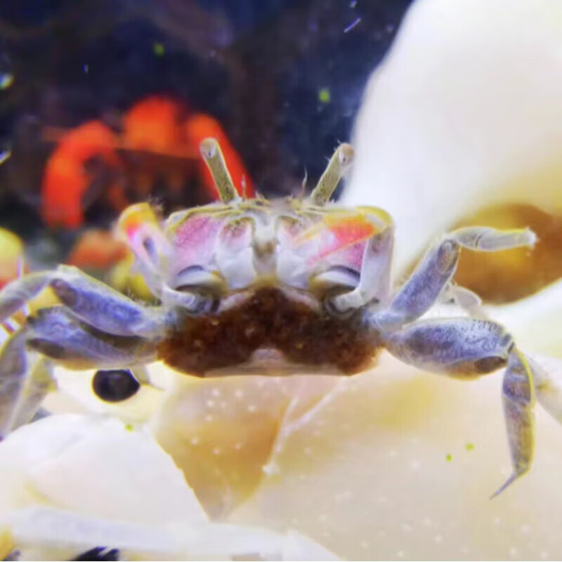 金鱼(jinyu)迷你辣椒蟹活体爬宠微景观淡水礼物观赏蟹可深水除藻清洁