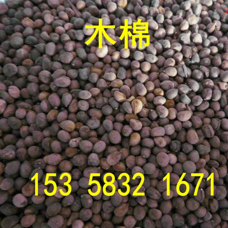 京腾花卉美丽异木棉种子木棉花木棉树种子大腹木棉种子新采红木棉