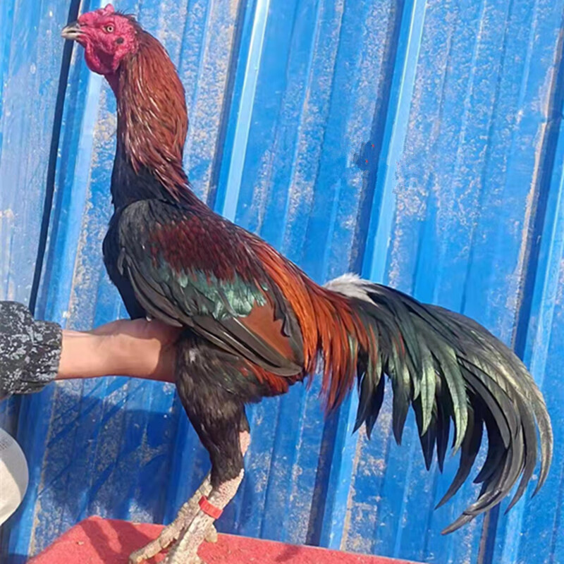 淼然阁越南斗鸡苗活鸡中原缅甸大冠平头宠物鬼子1-7斤活体纯种成年鸡