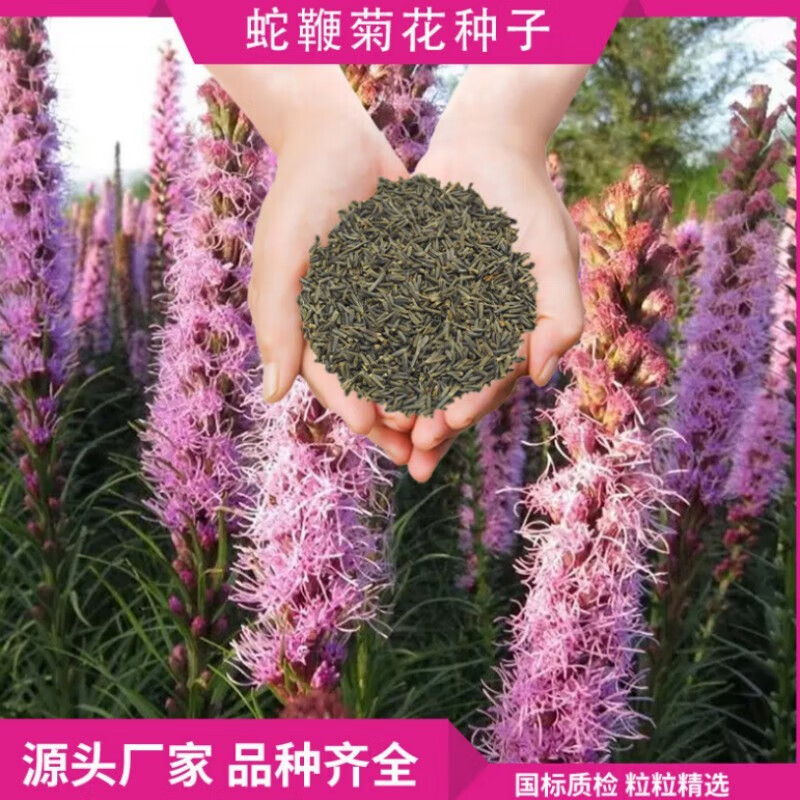 京腾花卉 蛇鞭菊种子 紫粉色麒麟菊花种子 多年生花卉耐寒耐热四季易