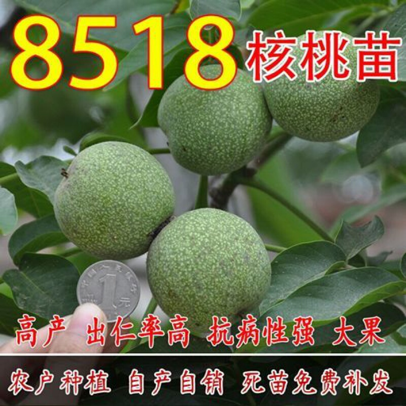 核桃树苗 核桃苗8518嫁接苗薄皮核桃树南方北方种植庭院当年结果四季