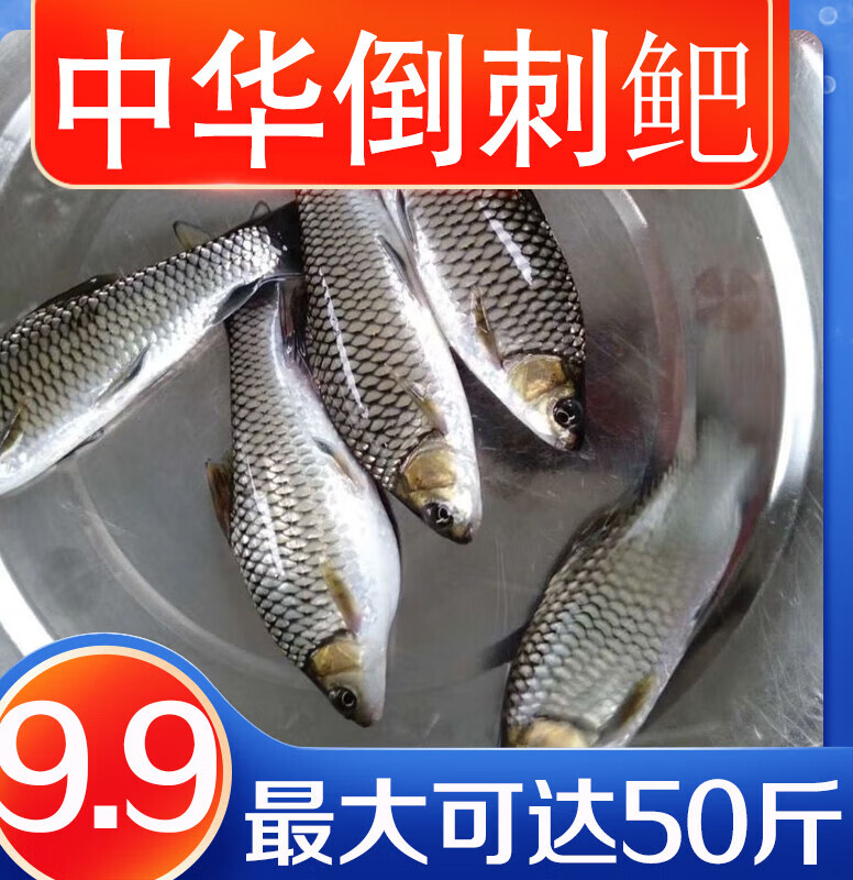 采缇(caiti)清波鱼淡水养殖四川稀有本地活物清板优