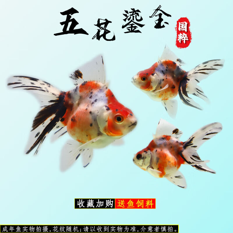 鱼活体小金鱼冷水鱼锦鲤鱼金鱼苗活体淡水小型鱼 5-6cm五花鎏金2条