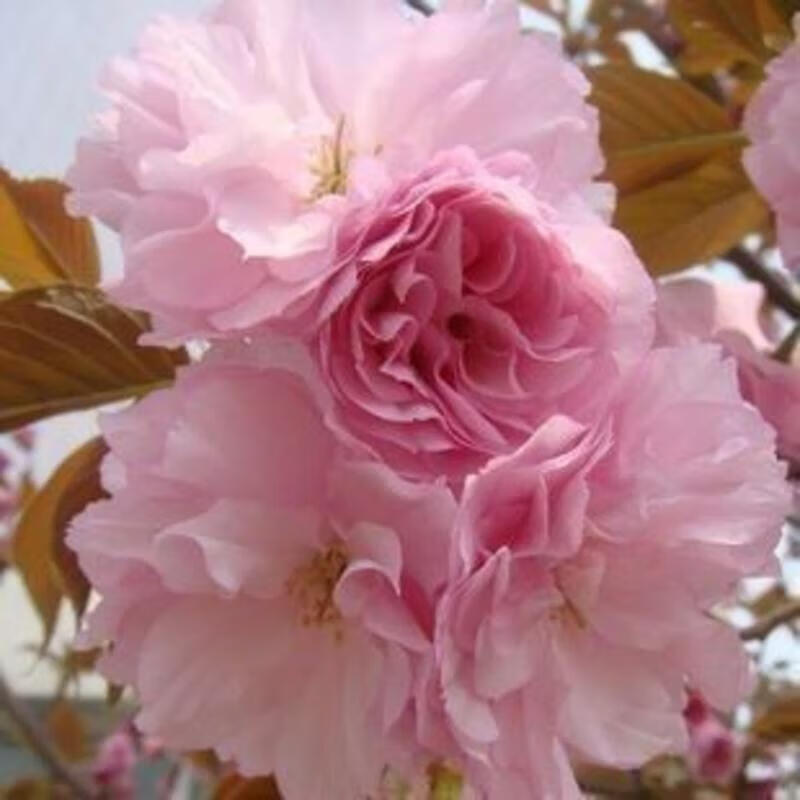 苗 樱花苗 日本樱花苗 樱花树苗 樱花嫁接苗 庭院绿化苗 粉色牡丹樱 8