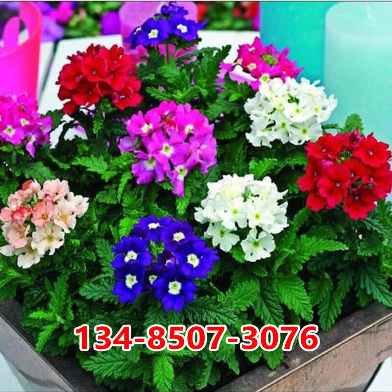 京腾花卉细叶美女樱种子美女樱花种四季盆栽花种易活垂吊美女樱籽野花