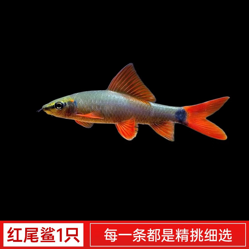鱼游鱼戏水族馆清洁鱼活体淸缸除藻工具鱼热带观赏鱼水族清垃圾鱼鼠鱼