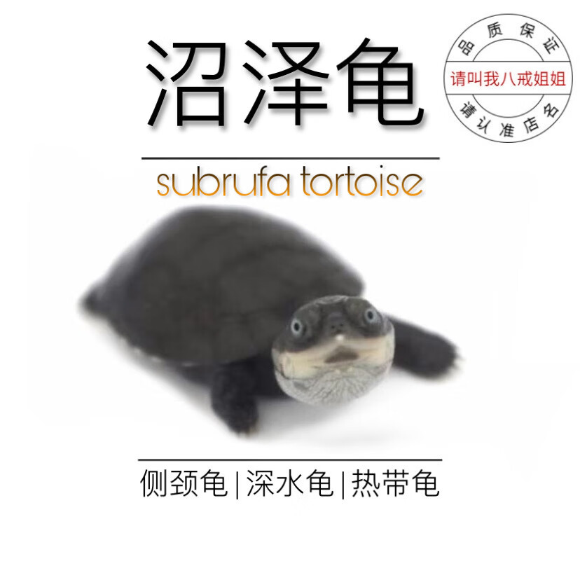 沼泽侧颈龟苗活体乌龟活物深水龟西非侧颈长颈龟观赏龟 沼泽6-8cm瑕疵