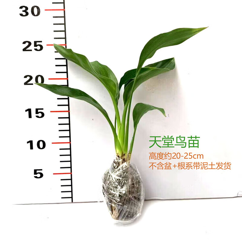 盆栽苗好养活室内天堂鸟九里香鸭脚木幸福树罗汉松水仙八角金盘花 (试