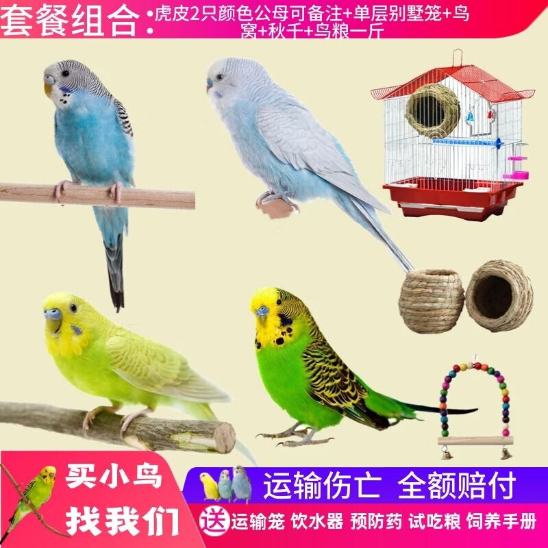 人気を誇る 送料無料 京都友禅 高級染 金彩仕様 大鷹に大将カブト文 祝い大王松図 多色染 お祝着 Www Dexion Com Au