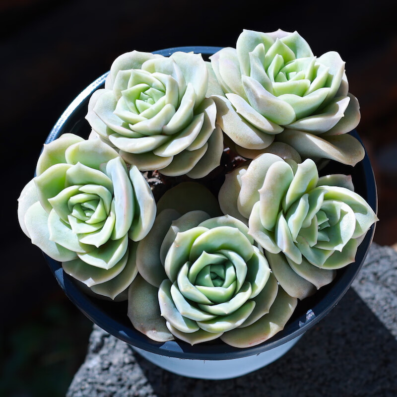 恒之芊可爱玫瑰多肉植物带小老桩超萌肉肉办公室桌面四季盆栽云南多肉