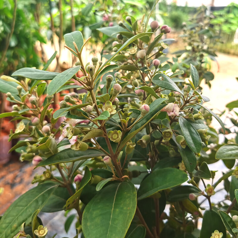 mppmck桃金娘树苗 野生桃金娘带土带叶 庭院楼顶盆栽地栽 桃金娘1年苗