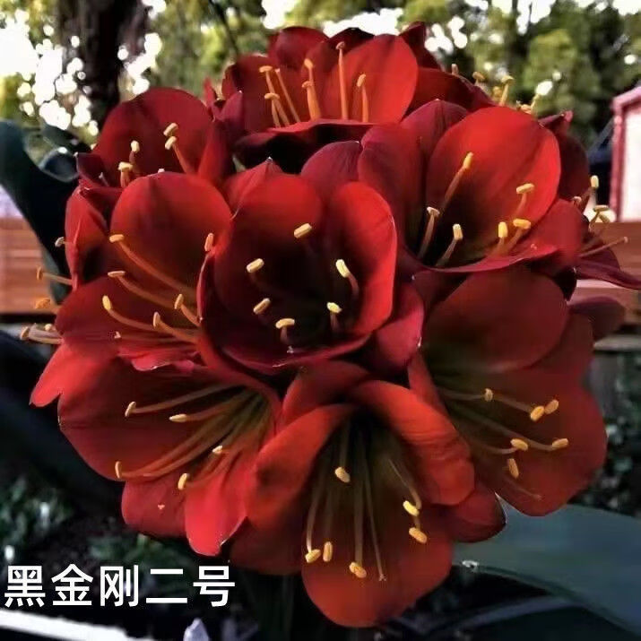 【辽宁基地直销】君子兰盆栽四季常青君子兰花苗室内高档花卉绿植