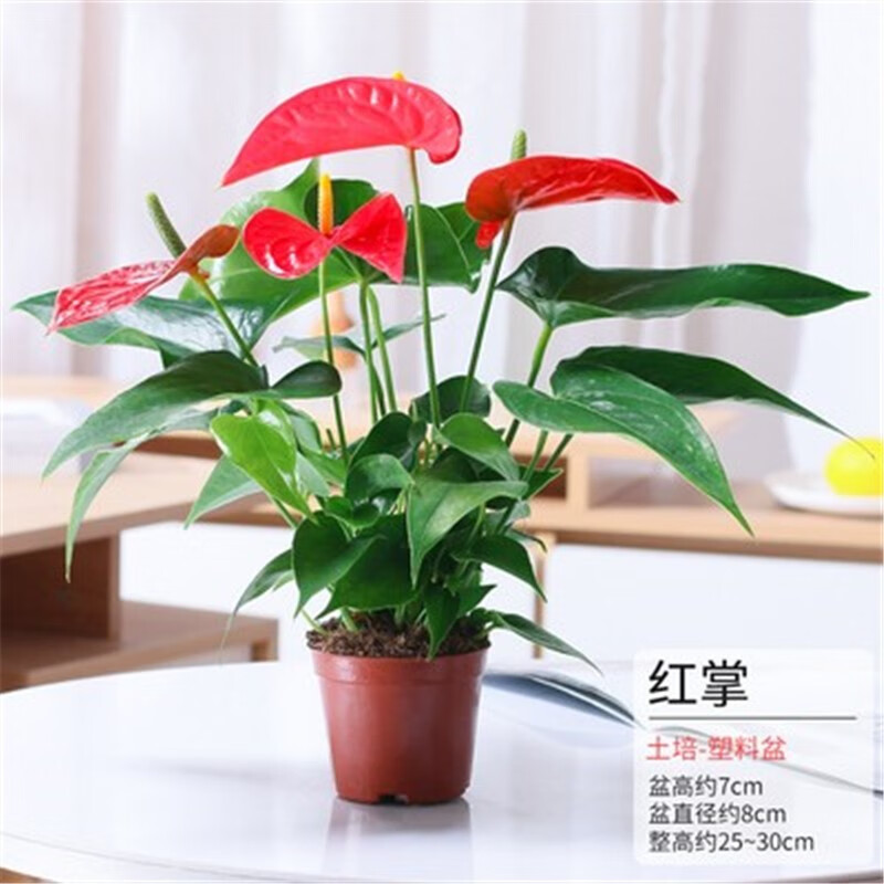 绿植花卉水培红掌白掌盆栽一帆风顺花卉植物室内开花好养绿植鸿运当头四季 单棵红掌1-3花（原盆）+营养液使用感如何?