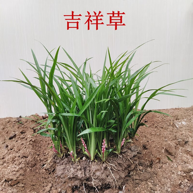 植果缘吉祥草苗 松寿兰盆栽苗 小叶万年青盆栽 吉祥草盆栽 万年青苗