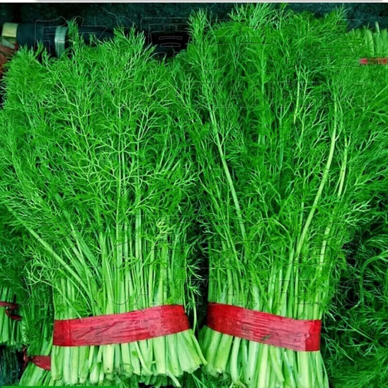 【京鲜配送】小茴香菜3斤新鲜山东农家蔬菜荤香嫩茴香苗回香菜泡沫箱