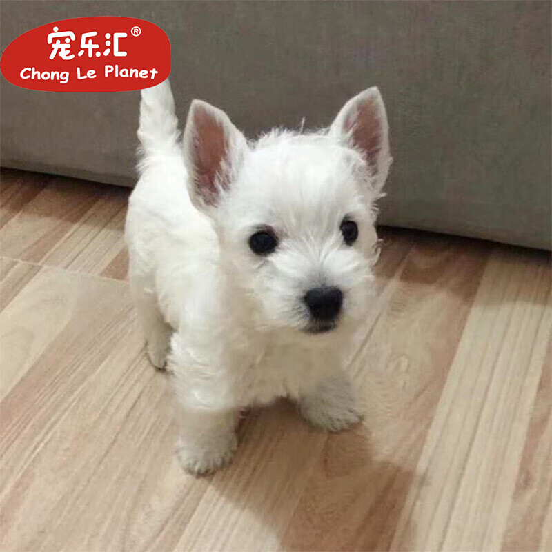 宠乐汇西高地幼犬活体宠物狗狗活体幼犬幼崽公母纯种血统 ngkc品质