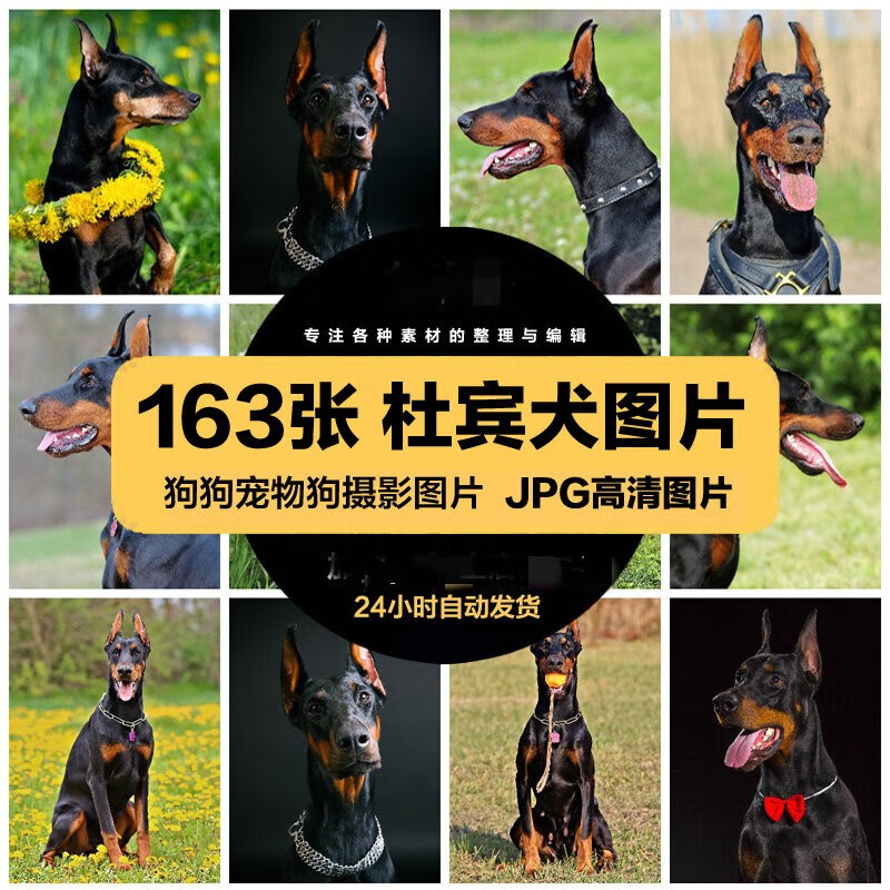 高清动物生物jpg图片杜宾犬烈犬宠物狗美工设计喷绘打印素材 标准