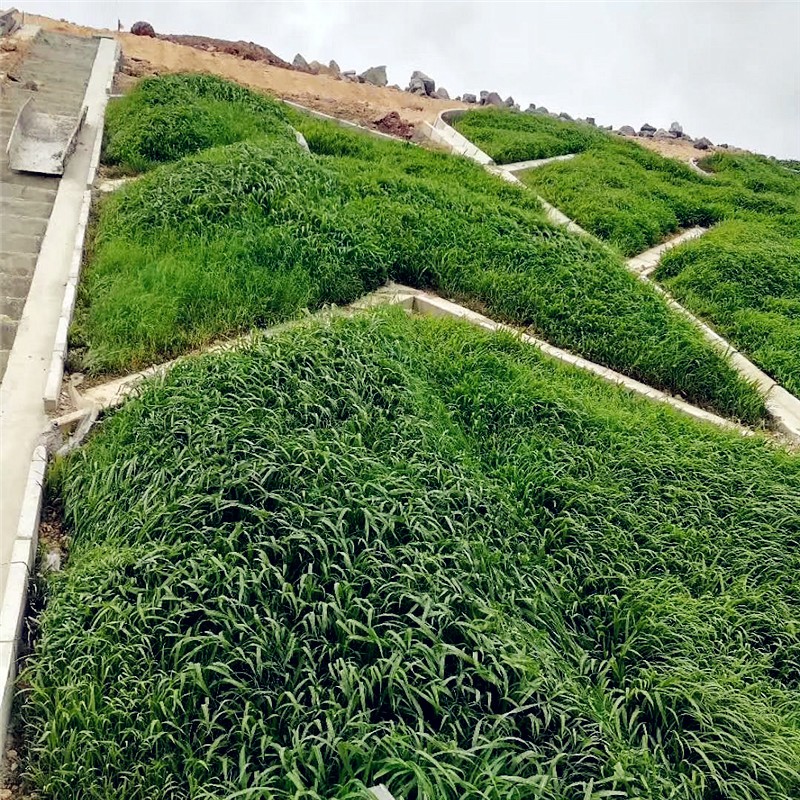 碧鼎宽叶草种子护坡草籽绿化固土复绿宽叶雀稗百喜草四季常青草籽草坪