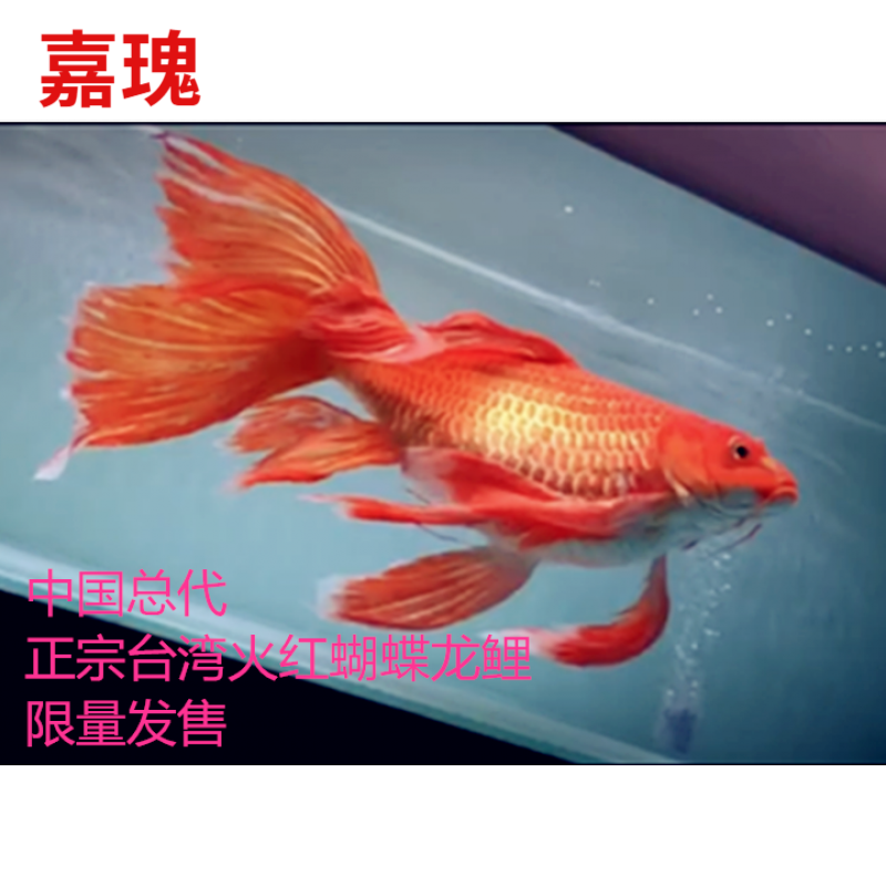 短身球型蝴蝶鲤苗子黄蝴蝶鱼熊猫蝴蝶鲤鱼 红色蝴蝶球体8-10cm(有色)