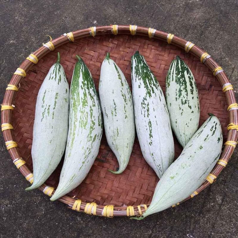 变色老鼠瓜种子观赏食用蔬菜种子春夏农家阳台爬藤瓜果盆栽菜种籽