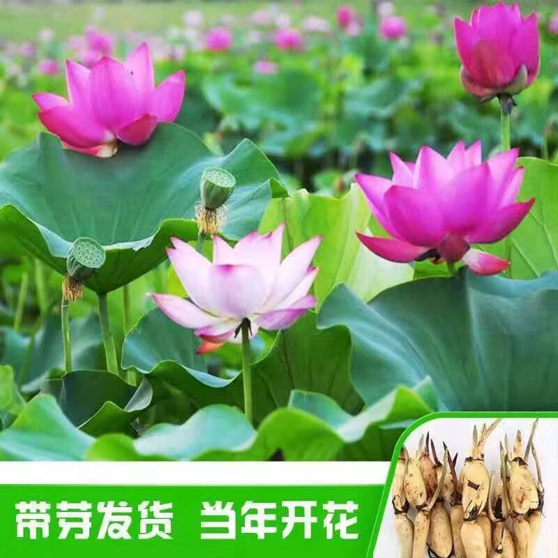 江影清荷花带花苞水养大型观赏荷花苗莲花种苗荷花四季水生 可食用可