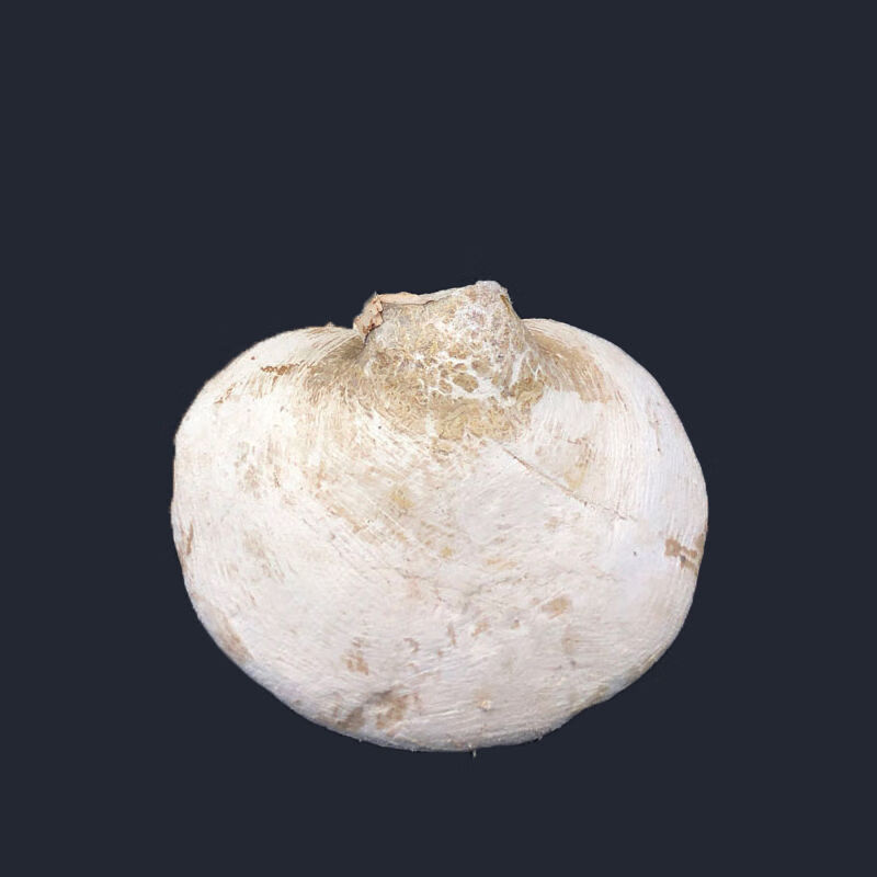 西藏野生白灵芝深山野生白色灵芝白边林芝长白山白灵芝野生泡茶 官方